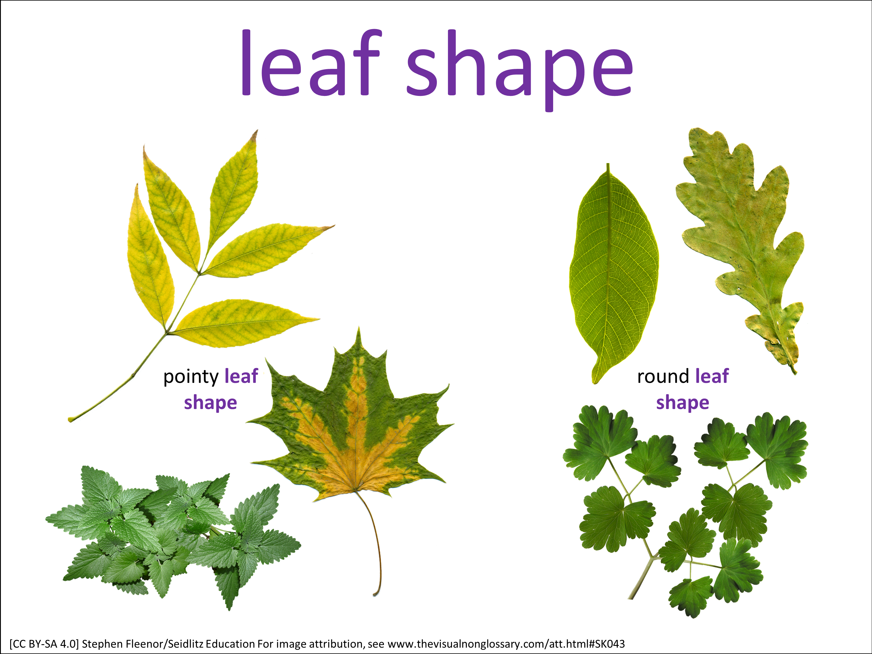 Vocab Visual