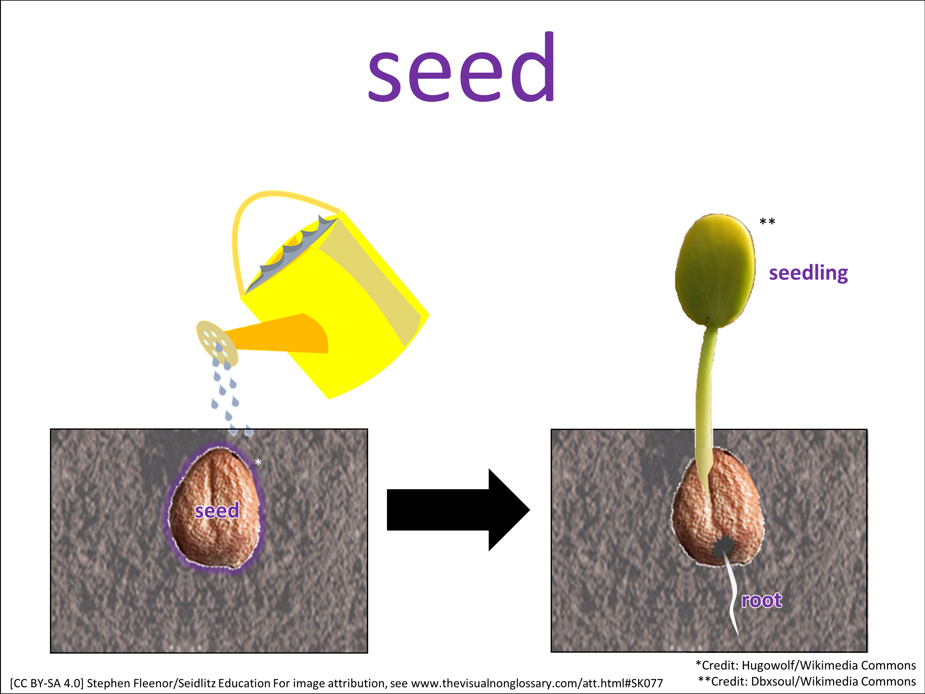 Vocab Visual