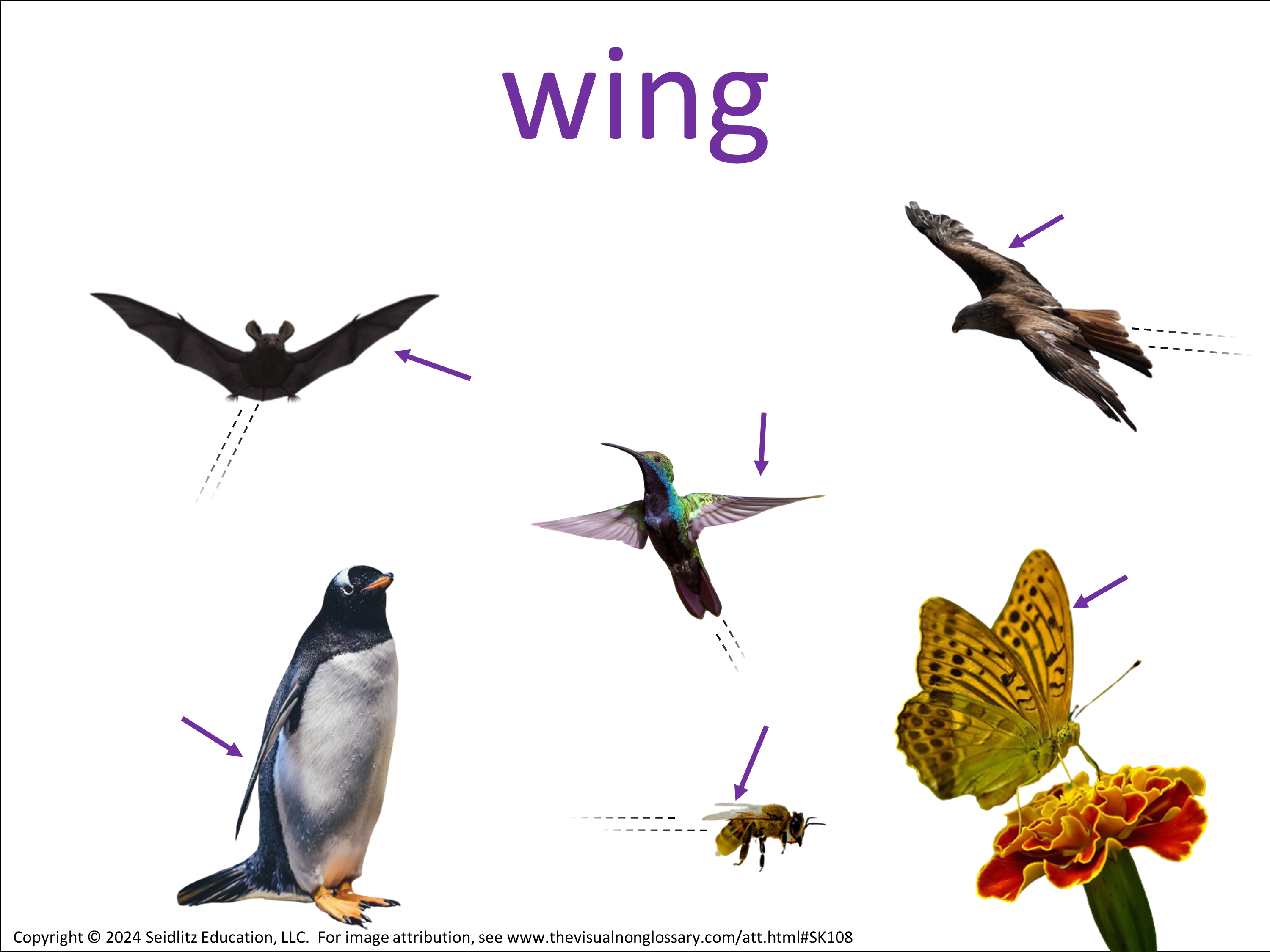 Vocab Visual