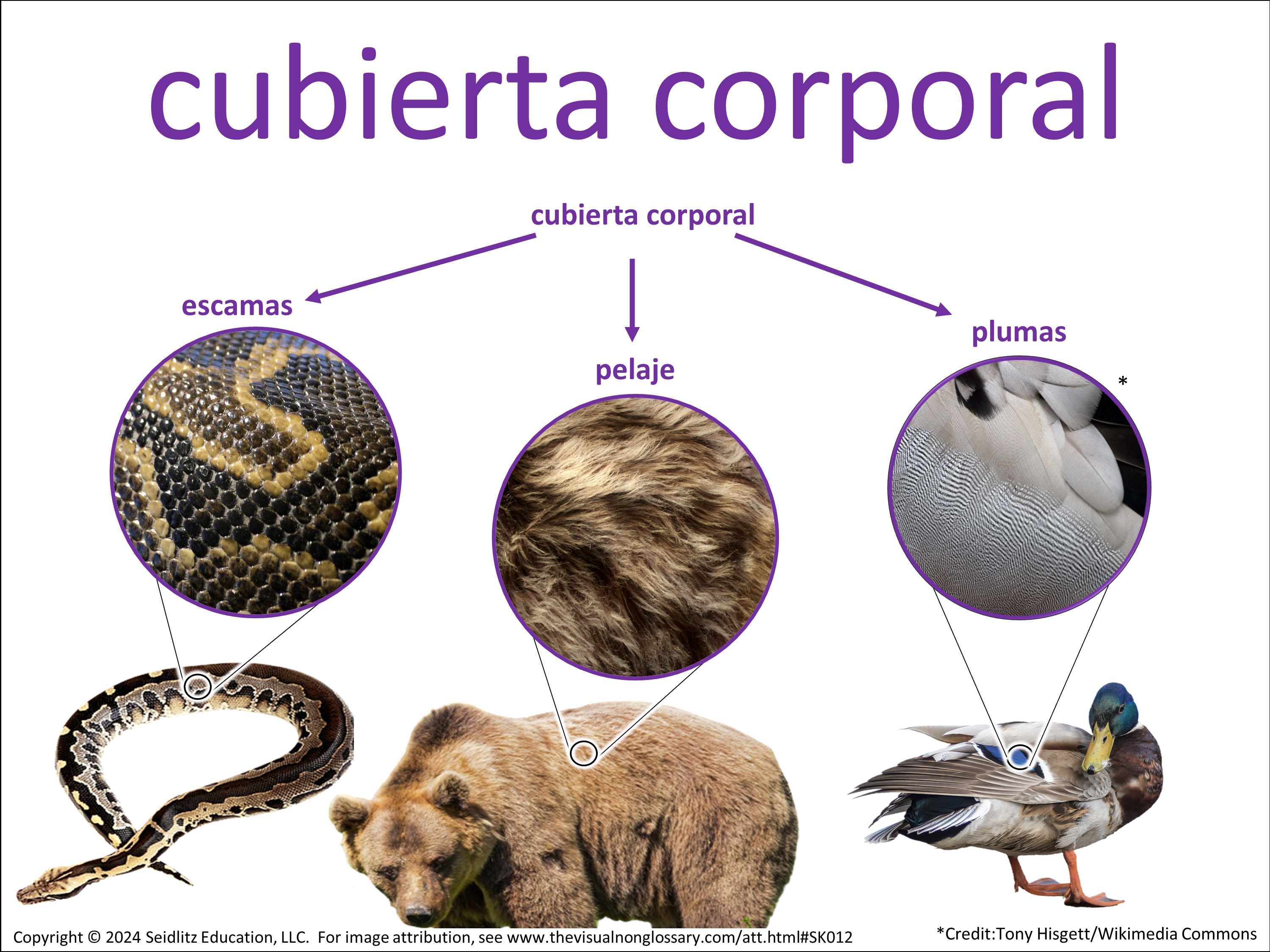 Vocab Visual