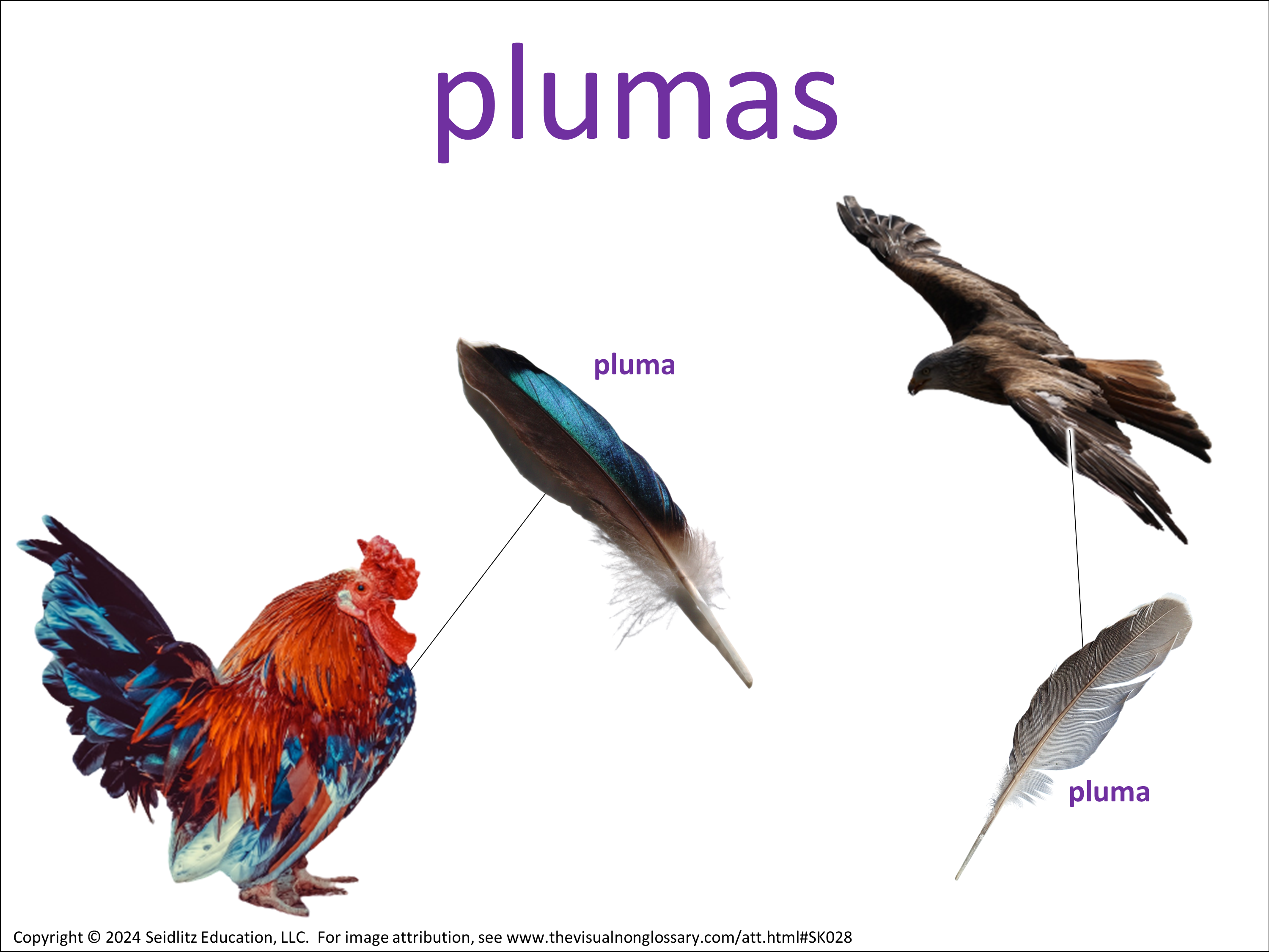 Vocab Visual