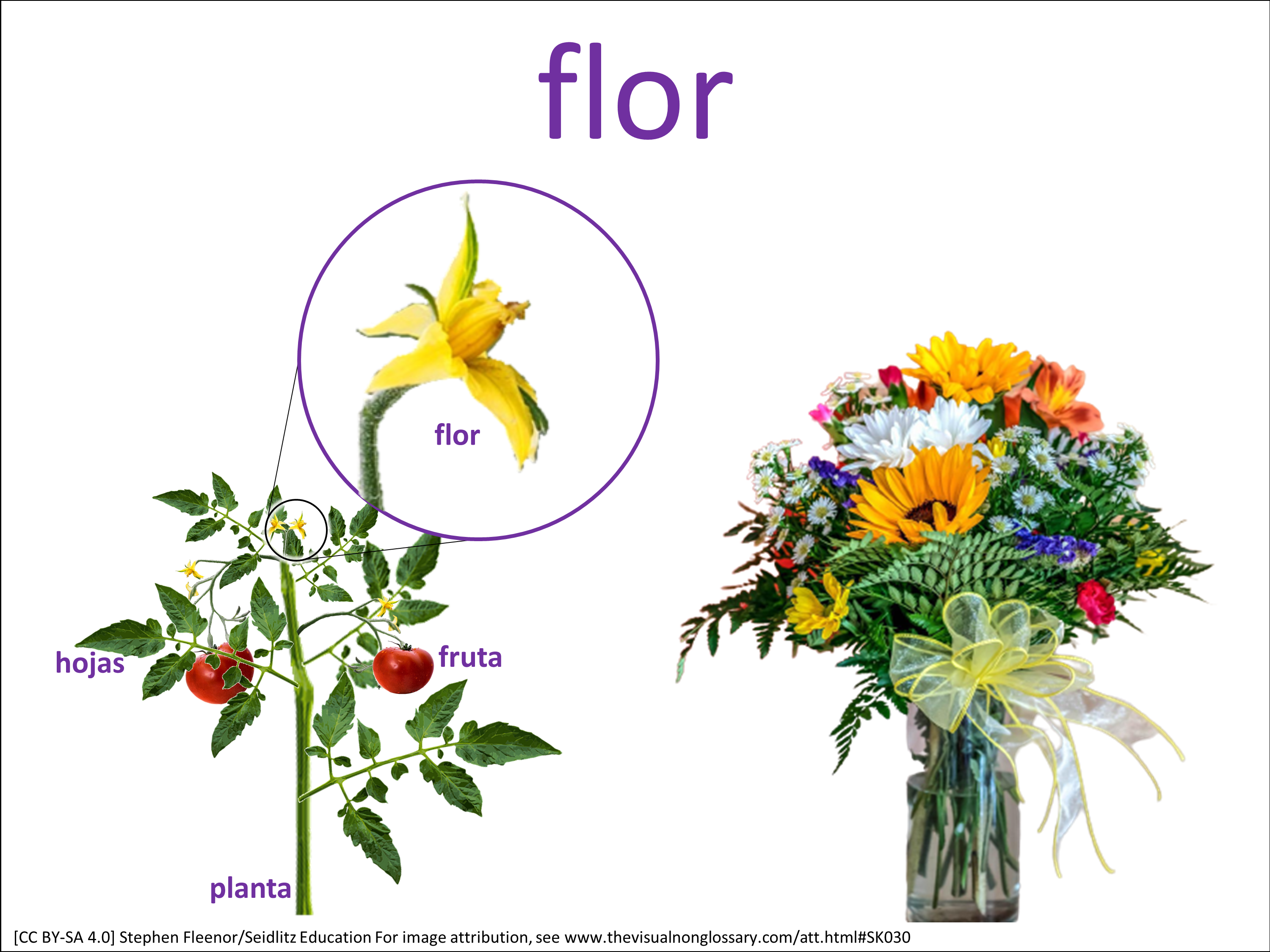 Vocab Visual