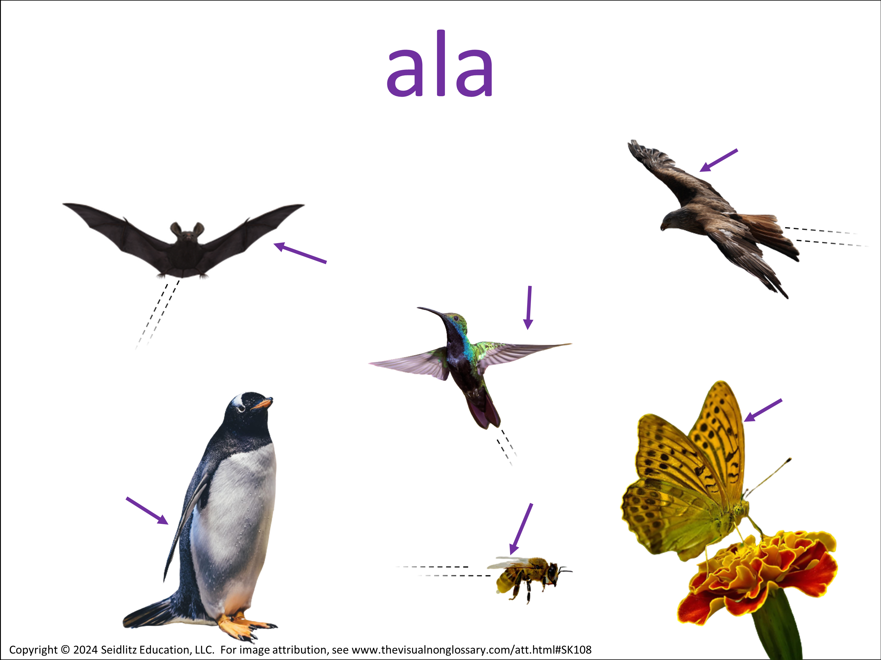 Vocab Visual